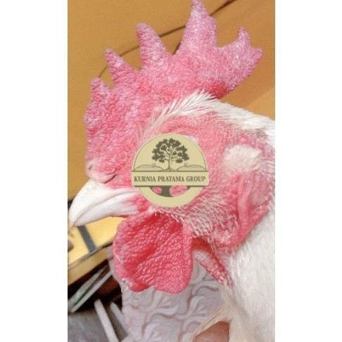 

Telur ayam hias bangkok albino mata merah fertil asli siap ditetaskan - ayam albino KURNIA PRATAMA GROUP