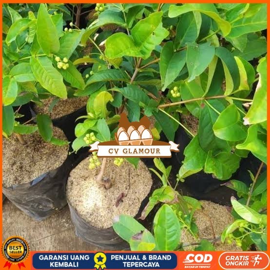 BIBIT JAMBU AIR MADURA HASIL CANGKOK SUDAH BERBUAH/BERBUNGA UNGGUL Bibit Tanaman Super Unggul CV GLA