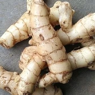 

KUNYIT PUTIH pres . herbal alami 1000gram. temu putih segar/fres...