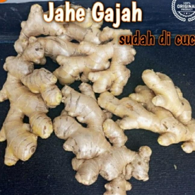 

Ready stok jahe gajah segar sudah di cuci 500grm