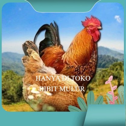 

telur tetas ayam shamo asli bibit.mulur