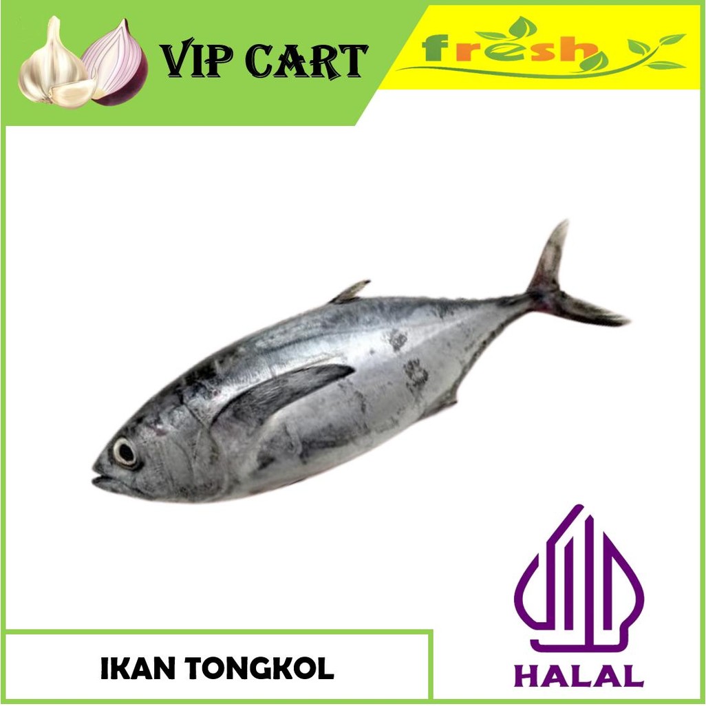 

IKAN TONGKOL CAKALANG - IKAN SEGAR