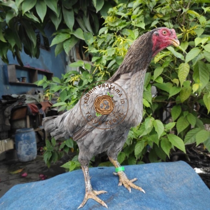 

Telur ayam bangkok birma fertil / ayam petarung aduan untuk ditetaskan Langsung KURNIA PRATAMA ID