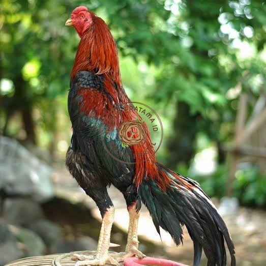 

Telur ayam bangkok pakhoy petarung aduan fertil siap ditetaskan KURNIA PRATAMA ID