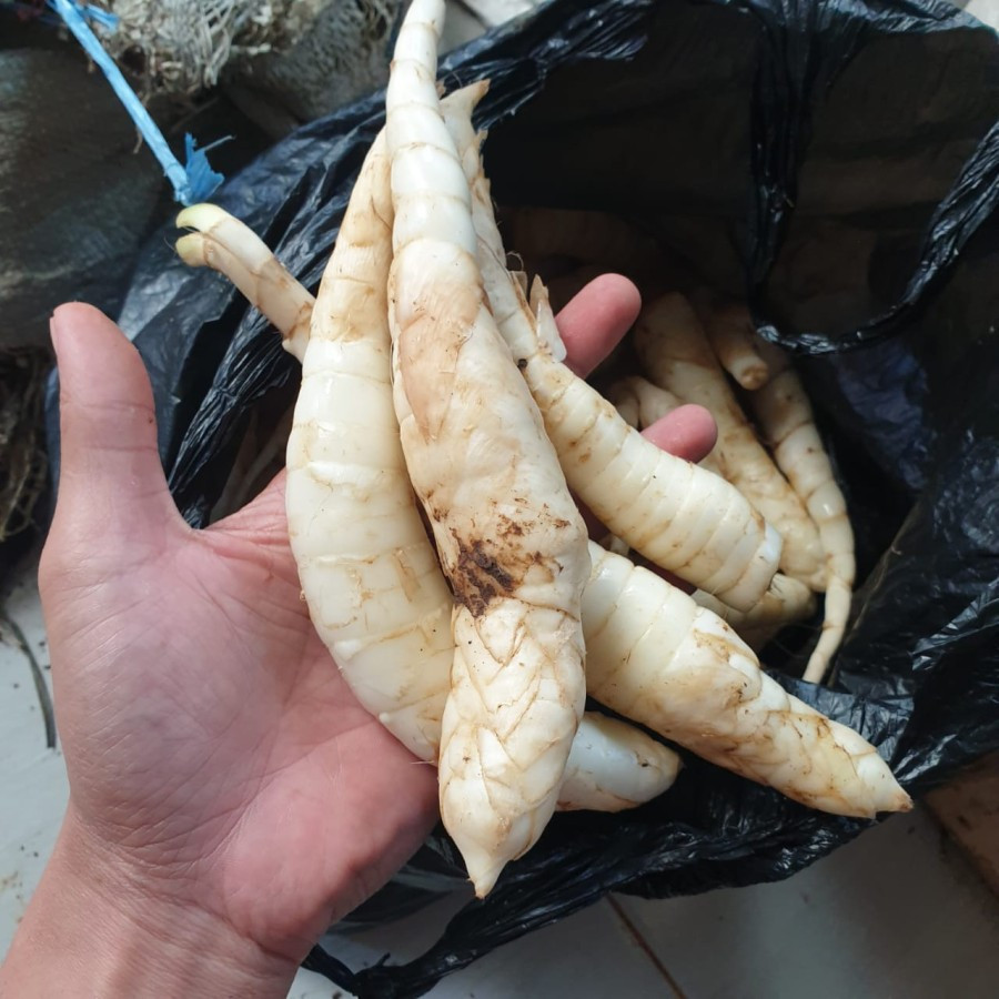 

[ Readystock ] 1Kg Ubi Garut Segar #terlaris