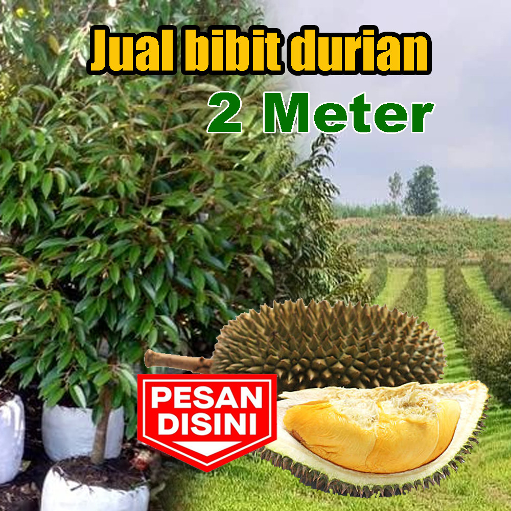 Bibit Durian Kaki 3 Unggul Tinggi 2 Meter Siap Berbuah
