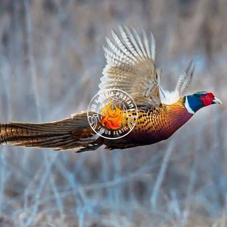 

Telur ayam ringneck pheasant green / telur ayam hias fertil siap cod UD KURNIA PRATAMA