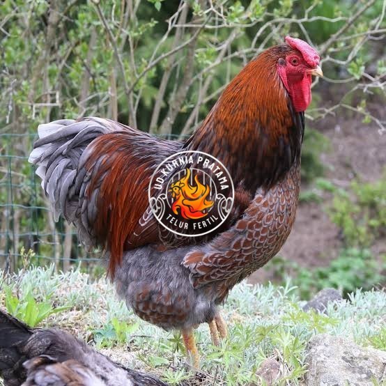 

Telur ayam bantam chocin / telur ayam hias / telur fertil siap kirim UD KURNIA PRATAMA