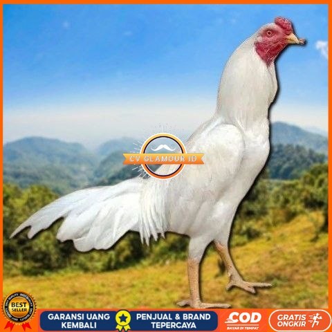 

telur tetas ayam shamo petarung bangkok CV GLAMOUR ID