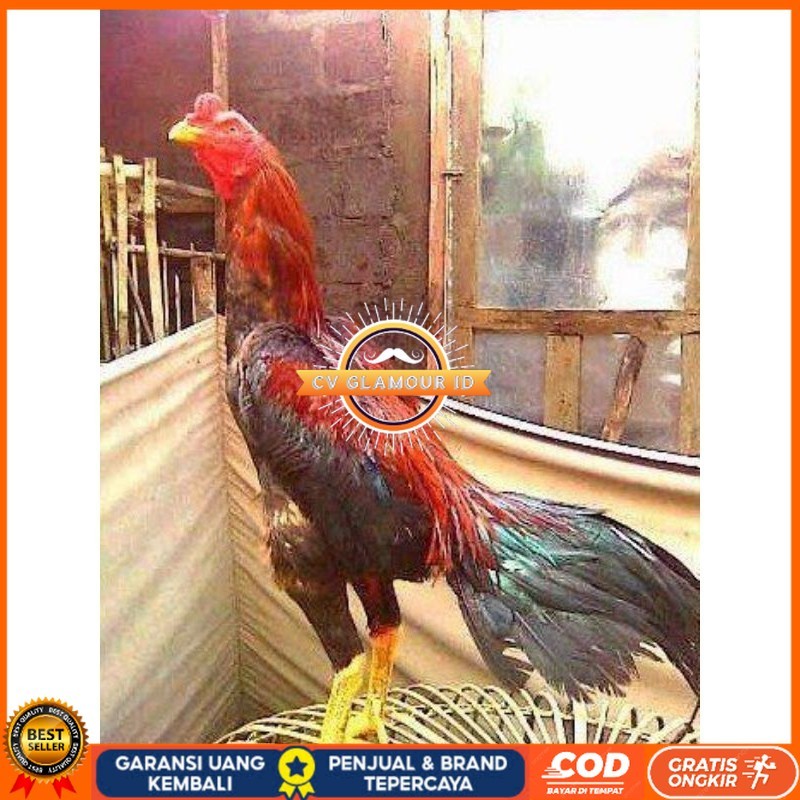 

TELUR BANGKOK RAJA FRESH FERTIL CV GLAMOUR ID