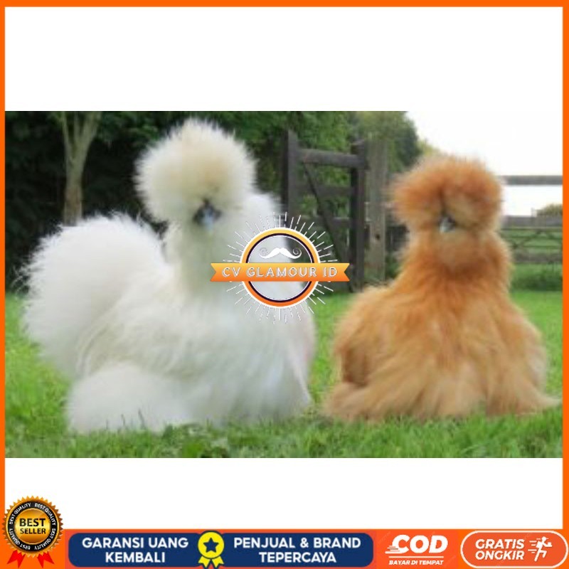

TELUR AYAM HIAS AMERICAN SILKY UNTUK DI TETASKAN CV GLAMOUR ID