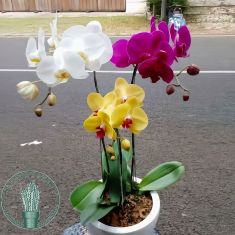 PROMO Bunga Anggrek Bulan JUMBO Siap Berbunga Tanaman Hias Anggrek Bulan Bunga Hias Anggrek Bulan Ta