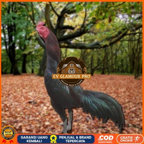 

Telur Ayam Pakhoy Berjenggot Vertil Siap Di Tetaskan Jaminan Super Oiginal Bergaransi CV GLAMOUR PRO