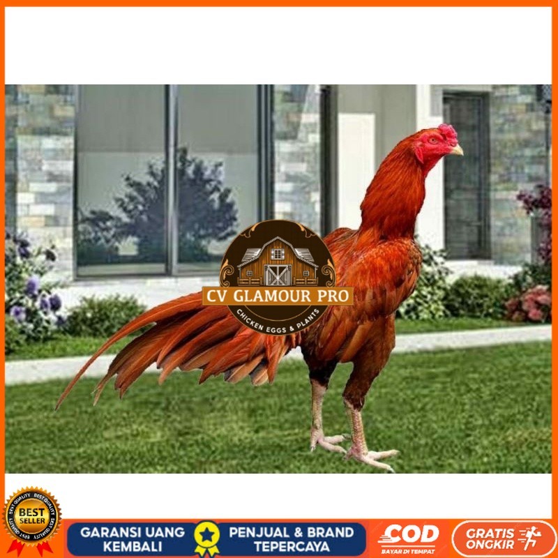 

TELUR AYAM BANGKOK WANGKAS JUMBO UNTUK DI TETASKAN CV GLAMOUR PRO