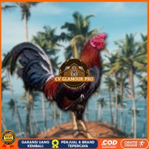 

telur ayam philipin asli AK47 bisa untuk di tetaskan jumbo CV GLAMOUR PRO