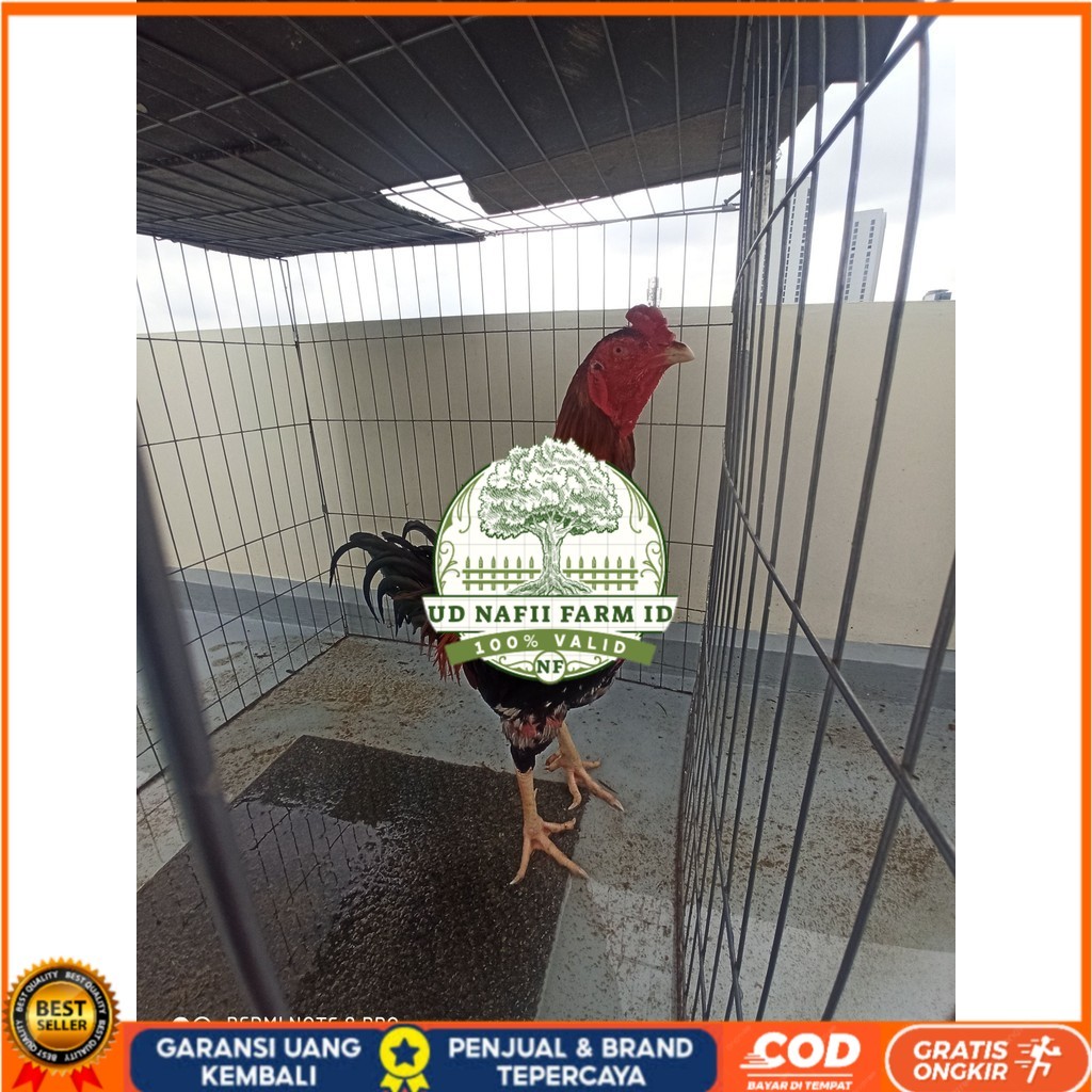 

Telur ayam bangkok shamo taiwan / ayam petarung aduan bisa ditetaskan UD NAFII FARM ID