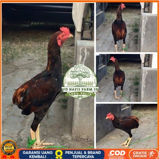 

Telur ayam tukung / telur ayam hias / telur fertil untuk ditetaskan UD NAFII FARM ID
