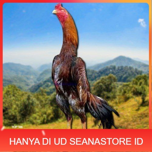 

telur tetas ayam shamo jepang ori UD SEANASTORE ID
