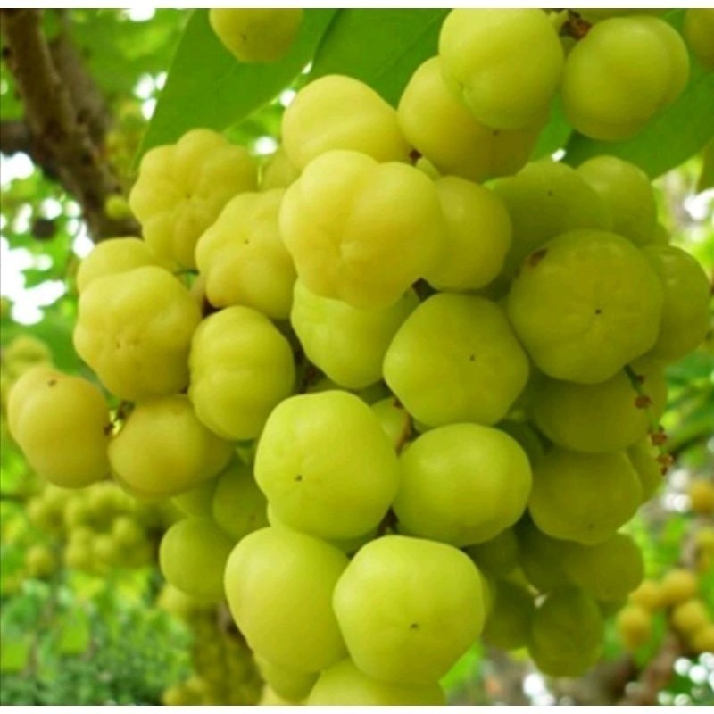 

[promo] bibit buah cermai hijau siap tanam berkualitas terlaris terlaris