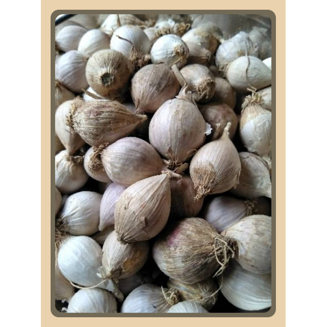 

Bawang putih lanang (LOKAL) SUPER UKURAN SEDANG