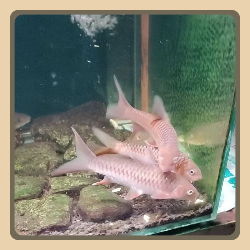 

maahseer tor tambra 20-22 cm