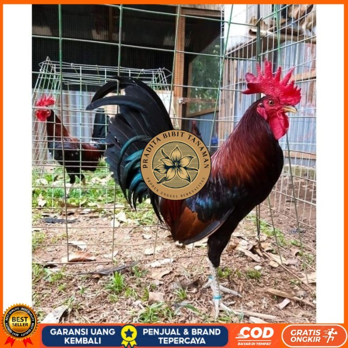 

Telur Ayam Fhilipin Hanya Untuk Ditetaskan original berkualitas PRADITA BIBIT TANAMAN