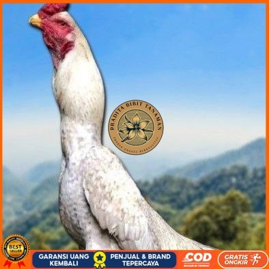 

telur ayam shamo berkualitas unggul PRADITA BIBIT TANAMAN