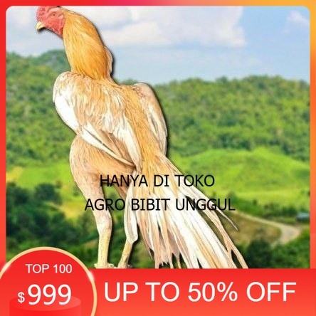 

telur ayam ekor lidi original bisa untuk di tetaskan super agro.bibit.unggul