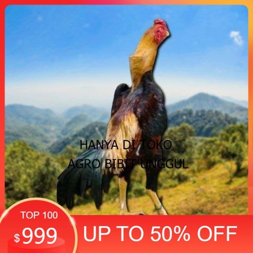 

telur tetas ayam shamo asli ori agro.bibit.unggul