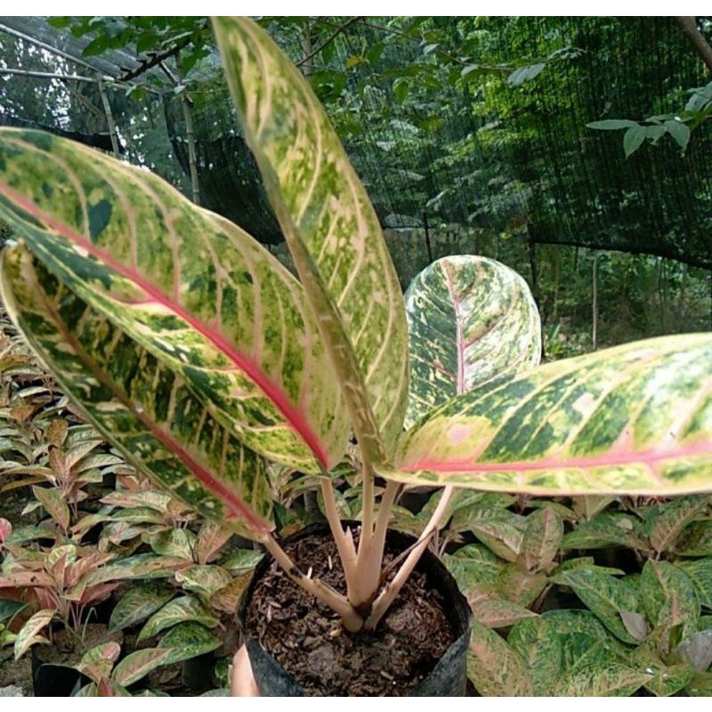 Aglonema Donakarmen Mutasi Cantik Warna Cerah Donacarmen Dokar Mutasian Segar Cantik