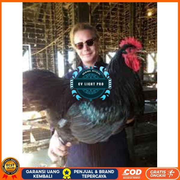 

TELUR AYAM LARMOD SUPER JUMBO RAKSASA UNTUK DI TETASKAN CV LIGHT PRO
