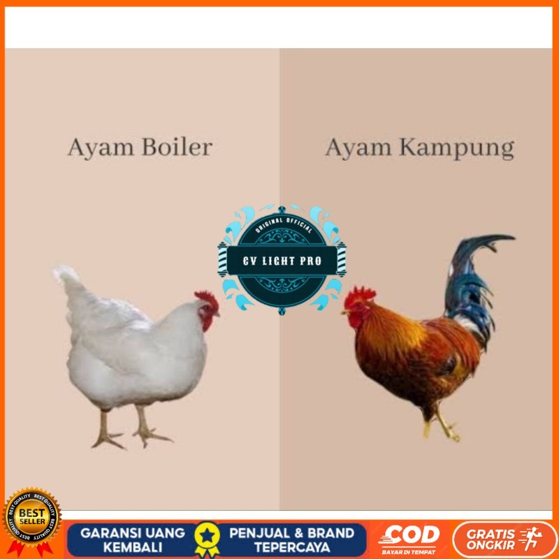 

TELUR TETAS AYAM JABRO SUPER UNTUK DI TETASKAN CV LIGHT PRO