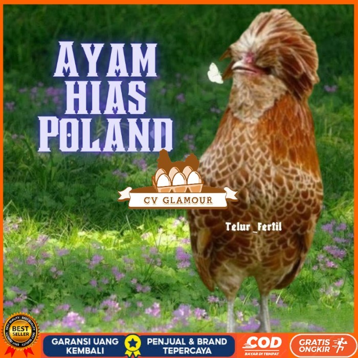 

telur ayam hias Poland bisa untuk di tetaskan original berkualitas CV GLAMOUR