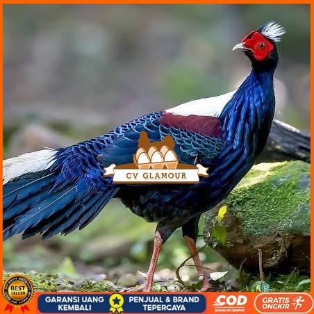 

Telur ayam hias ringneck swinhoe pheasant fertil siap ditetaskan CV GLAMOUR