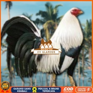 

telur ayam philipin asli AK47 bisa untuk di tetaskan CV GLAMOUR