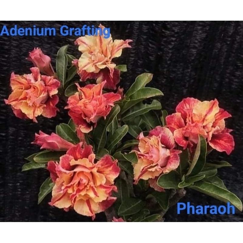 Adenium Bunga Tumpuk "Pharaoh"