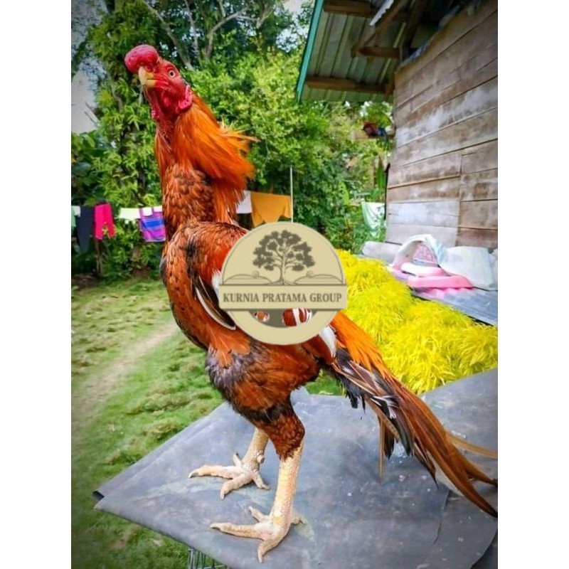 

4 BUTIR TELUR ASSEL HARGA KERJA!! KURNIA PRATAMA GROUP
