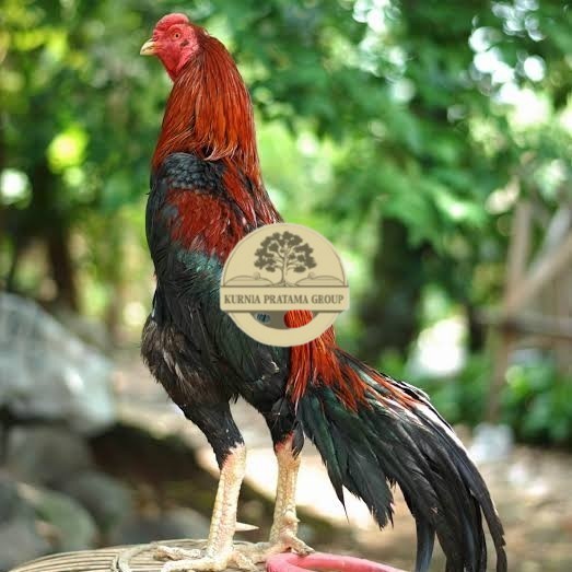

Telur ayam bangkok pakhoy petarung aduan fertil siap ditetaskan KURNIA PRATAMA GROUP