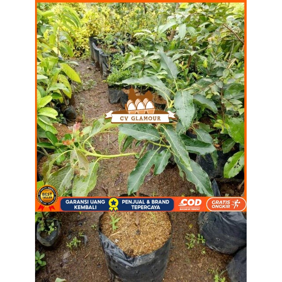 Bibit Alpukat Hass Tinggi 1 Meter | Bibit Alpukat Hass Unggul Genjah Bibit Tanaman Super Unggul CV G