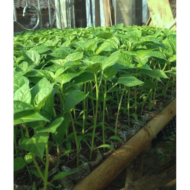 Bibit Cabe Rawit Ori 212 Siap Tanam
