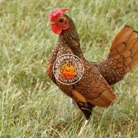 

Telur ayam serama / kate batik italy kanada fertil siap tetas UD KURNIA PRATAMA