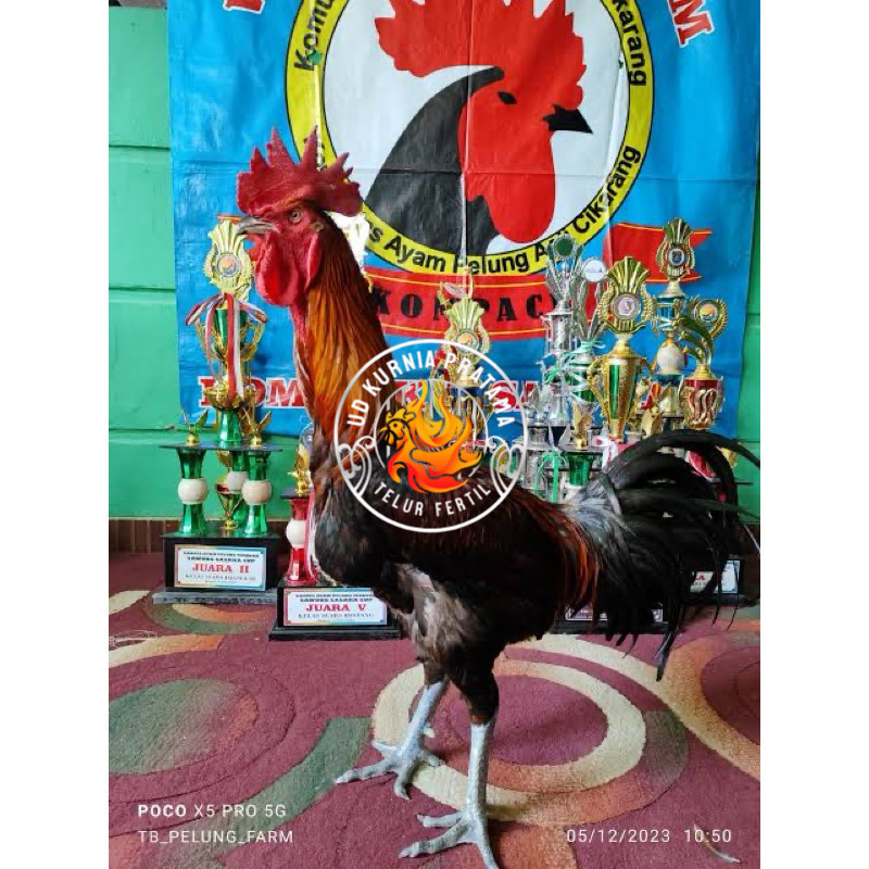 

TELUR FERTIL AYAM PELUNG TRAH JUARA UNTUK DI TETASKAN UD KURNIA PRATAMA