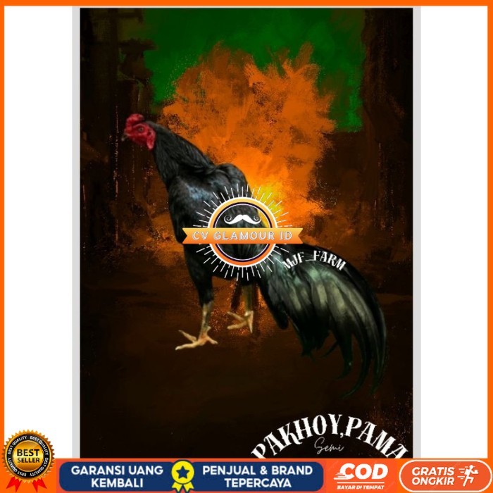 

Telur Ayam Pakhoy X Pama Vertil Siap Di Tetaskan Jaminan Super Oiginal Bergaransi CV GLAMOUR ID