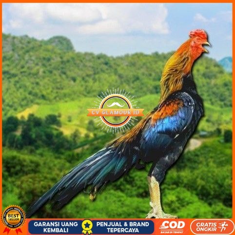 

telur ayam ekor lidi original bisa untuk di tetaskan CV GLAMOUR ID
