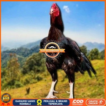 

telur ayam cos shamo ori bisa untuk di tetaskan CV GLAMOUR ID