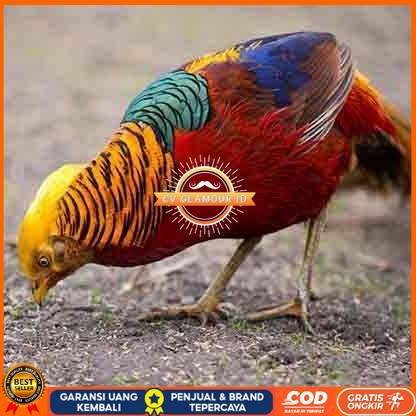 

telur ayam golden pheasant hias fertil siap ditetaskan - golden pheasant CV GLAMOUR ID