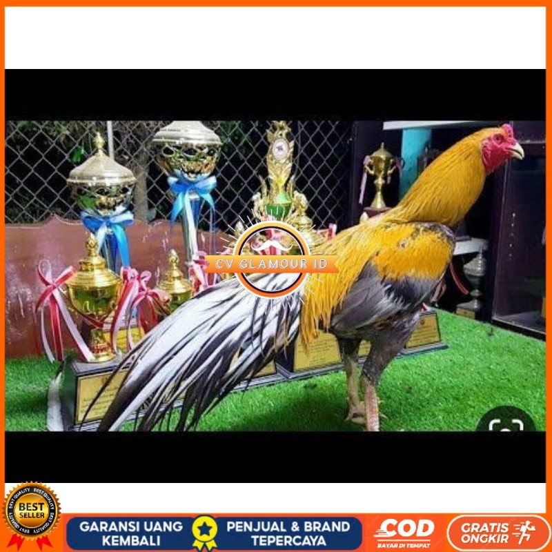 

PAKET 3 BUAH TELUR AYAM BANGKOK EKOR LIDI (FRESH) CV GLAMOUR ID