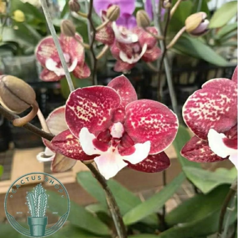 Bunga Anggrek Bulan Merah Batik Siap Berbunga Tanaman Hidup Anggrek Bunga Kuning Tanaman Indoor Angg