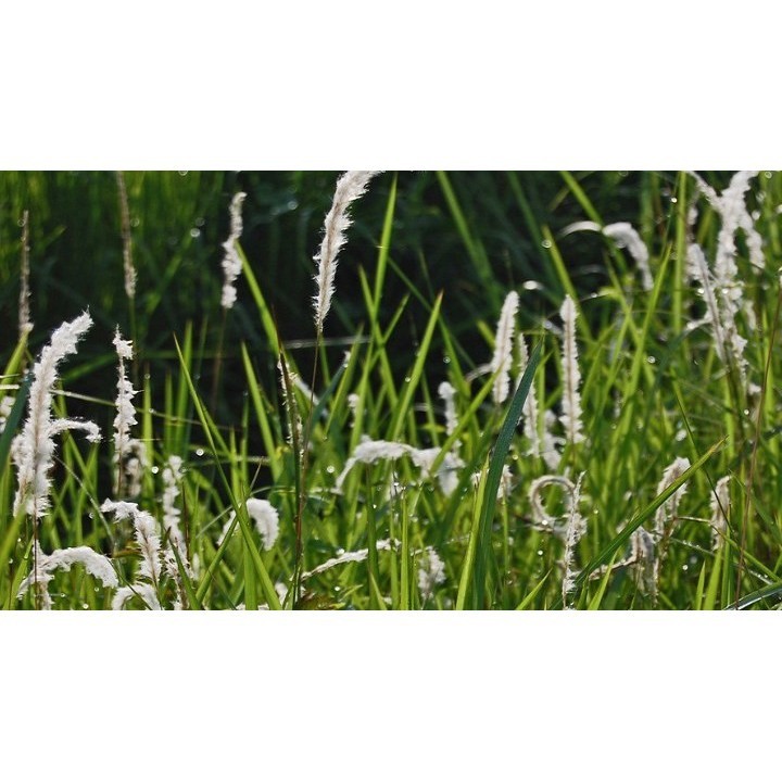 

OHI (1/2KG) AKAR ALANG ALANG SEGAR BERSIH SUPER