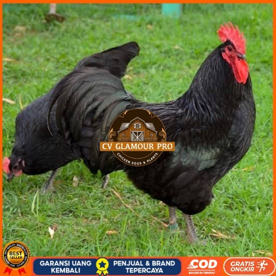 

Telur ayam black australorp / telur ayam hias / telur fertil siapkirim CV GLAMOUR PRO